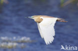 Squacco Heron (Ardeola ralloides)