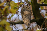 Long-eared Owl (Asio otus)