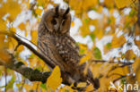 Long-eared Owl (Asio otus)