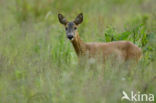 Roe Deer (Capreolus capreolus)