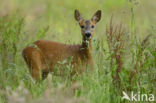 Roe Deer (Capreolus capreolus)