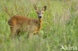 Roe Deer (Capreolus capreolus)