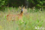 Roe Deer (Capreolus capreolus)