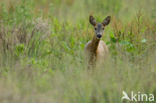 Roe Deer (Capreolus capreolus)