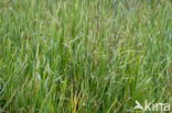 Common Reed (Phragmites australis)