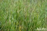 Common Reed (Phragmites australis)