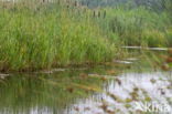 Riet (Phragmites australis)