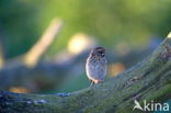 Rietgors (Emberiza schoeniclus)