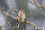 Reed Bunting (Emberiza schoeniclus)