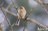 Reed Bunting (Emberiza schoeniclus)