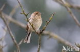 Reed Bunting (Emberiza schoeniclus)