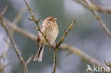 Reed Bunting (Emberiza schoeniclus)