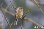 Reed Bunting (Emberiza schoeniclus)