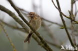 Reed Bunting (Emberiza schoeniclus)