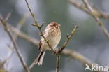 Reed Bunting (Emberiza schoeniclus)