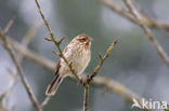 Reed Bunting (Emberiza schoeniclus)