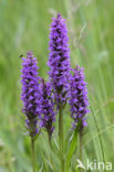 Southern Marsh-orchid (Dactylorhiza praetermissa)