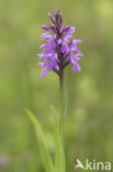 Southern Marsh-orchid (Dactylorhiza praetermissa)