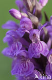 Southern Marsh-orchid (Dactylorhiza praetermissa)