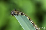 The Drinker (Euthrix potatoria)