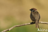 Eurasian Tree Sparrow (Passer montanus)