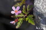 Robert geranium (Geranium robertianum)