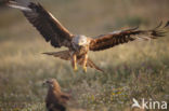 Red Kite (Milvus milvus)