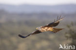 Red Kite (Milvus milvus)