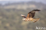 Red Kite (Milvus milvus)