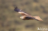 Red Kite (Milvus milvus)