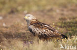 Red Kite (Milvus milvus)