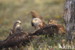 Red Kite (Milvus milvus)