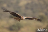 Red Kite (Milvus milvus)