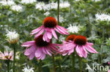 eastern purple coneflower (Echinacea purpurea)
