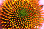 eastern purple coneflower (Echinacea purpurea)