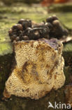 Roodgerande houtzwam (Fomitopsis pinicola)