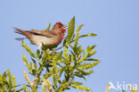 Common Rosefinch (Carpodacus erythrinus)