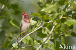 Common Rosefinch (Carpodacus erythrinus)