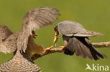 Red-footed Falcon (Falco vespertinus)