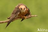 Red-footed Falcon (Falco vespertinus)