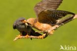 Red-footed Falcon (Falco vespertinus)