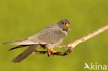 Red-footed Falcon (Falco vespertinus)