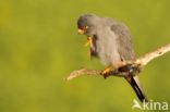 Red-footed Falcon (Falco vespertinus)