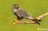 Red-footed Falcon (Falco vespertinus)