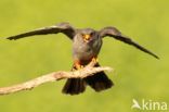 Red-footed Falcon (Falco vespertinus)