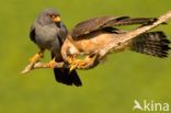 Red-footed Falcon (Falco vespertinus)