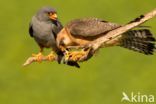 Red-footed Falcon (Falco vespertinus)