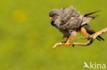 Red-footed Falcon (Falco vespertinus)