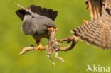 Red-footed Falcon (Falco vespertinus)