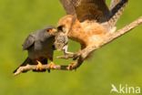 Red-footed Falcon (Falco vespertinus)